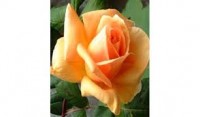 A Blooming Miracle