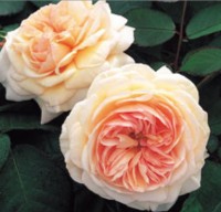 A Shropshire Lad   TM