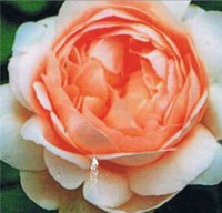 Abraham Darby TM