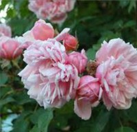 Albertine