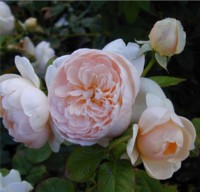 Ambridge Rose TM