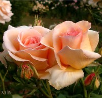 Apricot Nectar