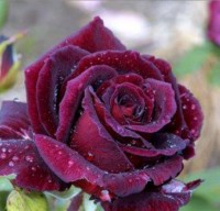 Black Velvet