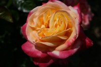 Bright Spirit