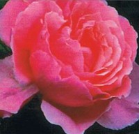 Brother Cadfael TM