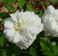White Cecile Brunner