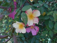 Chinensis Mutabilis
