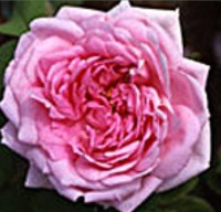 Comte de Chambord