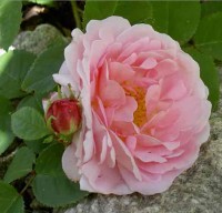 Constance Spry