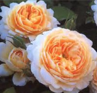 Crocus Rose TM