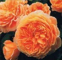 Crown Princess Margareta TM