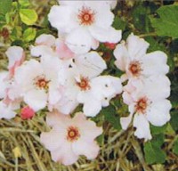 Dainty Bess