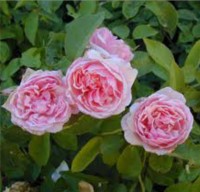 Duchess de Bradant