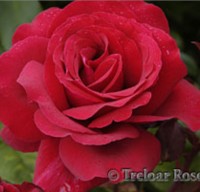 Fragrant Charm