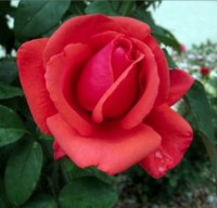Fragrant Cloud