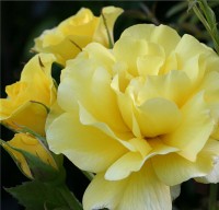 Friesia