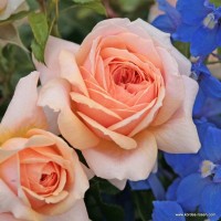 Garden of Roses
