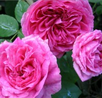 Gertrude Jekyll TM