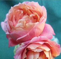 Grandma's Rose