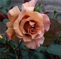 Julia's Rose