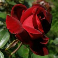 Le Rouge Et Le Noir