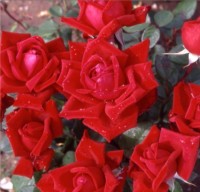 Loving Memory