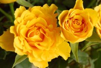 My Yellow
