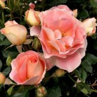 Peach Profussion