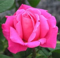 Perfume Delight
