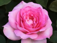Perfume Passion
