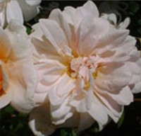 Perle D'or