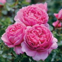 Princess Alexandra of Kent