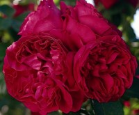 Red Pierre de Ronsard
