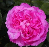 Reine de Violettes