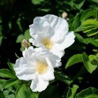 Rosa Rugosa Alba