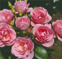 Rose Proffessor Sieber