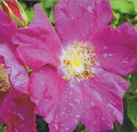 Rugosa Rugspin