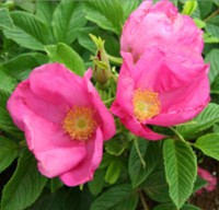 Rugosa Scabrosa