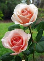 Shirley's Rose