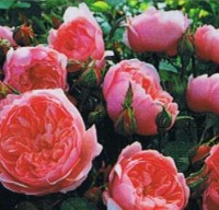 The Alnwick Rose TM
