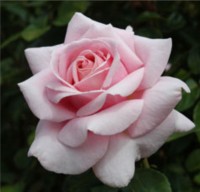 The Children's Rose