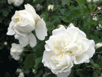 White Meidiland
