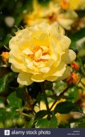 Yellow Angel