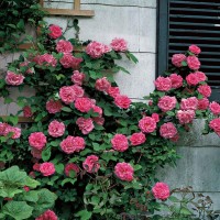 Zepherine Drouhin